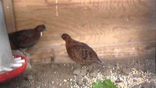 Tennessee Red Bobwhite Quail 10 month old [upl. by Rea]