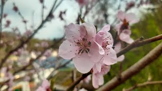 Meinen Pfirsich in der Blüte schneiden [upl. by Leoine]