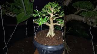 Premna microphylla size medium bonsai bonsaitree tanaman sancangbonsai shorts shortvideo [upl. by Itsirk]