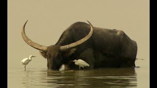 Water buffalos Bubalus arnee in Kaziranga [upl. by Nivla]