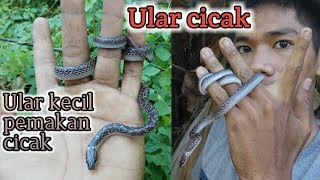 Mengenal ular cicak  LYCODON CAPUCINUS  part 2 [upl. by Dlarej721]