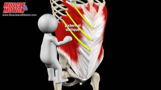 Abdominal Muscles [upl. by Alesram251]