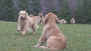 Golden Retriever experience at Vermont farm goes viral [upl. by Vizza]