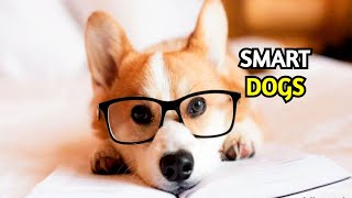 The SMARTEST Dogs in the World [upl. by Delmore255]