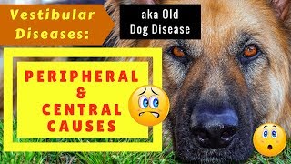 Old Dog Disease Vestibular Diseases Peripheral and Central Causes [upl. by Llekcir]