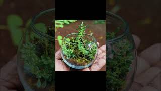 My first terrarium attempt 🍃 terrarium [upl. by Aneret685]