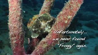 Frogfish Bonaire Amazing HD footage [upl. by Ellerred]