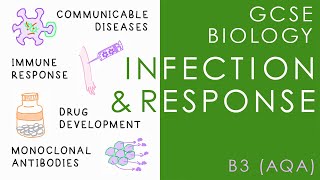 INFECTION amp RESPONSE  GCSE Biology AQA Topic B3 [upl. by Thisbe]