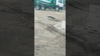 Rashtriy pakshi youtube automobile boom video construction excavator viralvideo [upl. by Tiebout234]