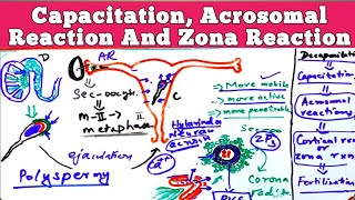 Reproduction  Capacitation Acrosomal Reaction And Zona Reaction in UrduHind [upl. by Llenahs]