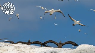 Returning gannet struggles to find his family [upl. by Aisinut906]