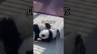 Zoo Tricked Visitors With Panda Dogs [upl. by Enorel782]