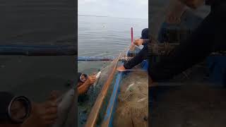 Pagka dako sa banak fish fishing [upl. by Janeen]