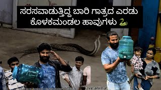 ಸರಸಲ್ಲಾಪದಲ್ಲಿರುವ ಕೊಳಕ ಮಂಡಲ ಹಾವನ್ನು ಹಿಡಿಬೇಕಂದ್ರೆ ಎರಡು ಗುಂಡಿಗೆ 🫀 ಇರಬೇಕು karthikshekaracharya snake [upl. by Karalynn273]