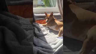 basenji dog basenji doglife [upl. by Mide]