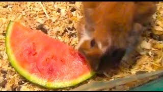 Funny Guinea Pig Eating Watermelon [upl. by Pulsifer]