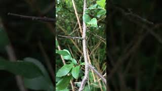 Educational videos on nature Blackthorn  thorns close up  July 2017 [upl. by Ssor]