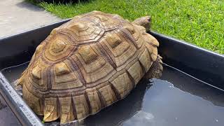 How to soak your adult Sulcata tortoise Why it’s important to soak tortoises in general And more [upl. by Evadne988]