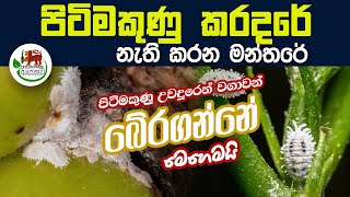 පිටිමකුණු කරදරේ  නැති කරන මන්තරේ Piti Makuna  How to control mealybugs pitimakuna palanaya  agri [upl. by Nwahsram]