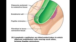 Chapter 20 Lymphatic System [upl. by Jackson]