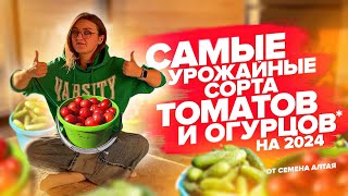 САМЫЕ УРОЖАЙНЫЕ ОГУРЦЫ И ТОМАТЫ от Семена Алтая [upl. by Acsecnarf]