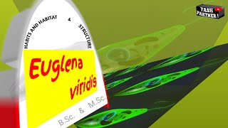 Euglena viridis  Habits Habitat amp Structure  part2 [upl. by Aeiram457]