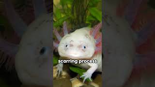 Axolotls and Their INSANE Regeneration Feats viral animals [upl. by Skurnik457]