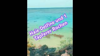 HaieDelfine und 1 Rochen [upl. by Og]