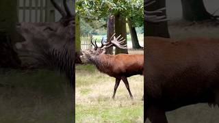 Impressive Red Stag Roar reddeer stags shorts [upl. by Ades]