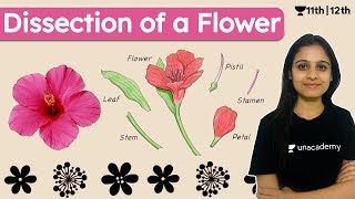 Dissection of Hibiscus Flower  Biology  Explained  CBSE  Unacademy Class 11 amp 12  Simran Maam [upl. by Ashla]