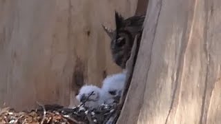 The Owl Family An Early Owlet Compilation and now with names too [upl. by Garwood]