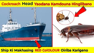 Why Ship Hull Are Always In Red  Cockroach Makok Yaodana Karamna Hingba Ngamlibano [upl. by Esma]