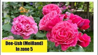 DeeLish rose in zone 5 Meilland striking rich pink fragrant hardy in zone 5 a gorgeous rose [upl. by Kelam]