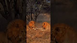 Cheetah vs Lion Speed Meets Strength in the Wild shorts [upl. by Nahgaem]