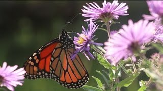 Monarch Conservation Fall Migration [upl. by Waki]