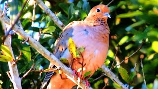 Mourning Dove Preening [upl. by Mcclimans612]