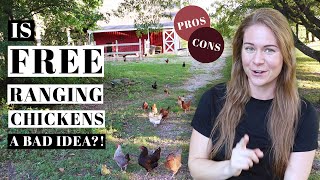 FREE RANGING CHICKENS 101  How To Train Backyard Poultry  PROS amp CONS  Caring For Egg Laying Hens [upl. by Ferna]