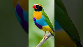 From Beginner to EXPERT Gouldian Finch Care in 30 Days birdspecies bird wildlifebirding [upl. by Kevan]