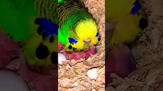 European blood bigheaded budgerigar [upl. by Rusty]