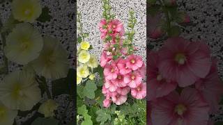 Common Hollyhock enchanted flowers scotland shortvideo [upl. by Quickel]