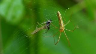 Long Jawed Orb Weaver Spider Catches a Tiny Fly [upl. by Yrmac]