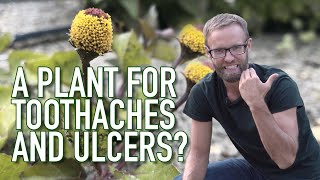 Toothache Plant A NATURAL REMEDY For Toothaches and Ulcers Spilanthes Acmella [upl. by Eatnoid]