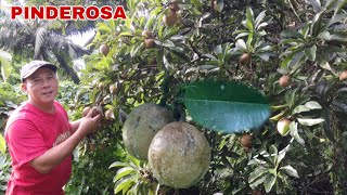 NAGKASABAY HARVEST CHICO amp PAPAYA  Biyaherong Batangueño [upl. by Tisha917]