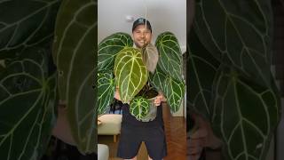 Anthurium forgetii x magnificum anthurium anthuriumhybrid plants houseplants [upl. by Fish]