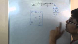 Electropherogram [upl. by Yeleen]