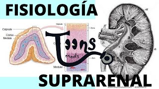 Fisiología Glandula suprarrenal Qué es SIST RENINA ANGIOTENSINA ALDOSTERONA SECRECIÓN CORTISOL [upl. by Tadd279]