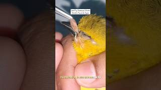 BotFly Removal from Birds Face and Eyes [upl. by Dreddy]