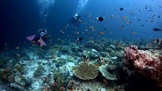 Ellaidhoo Maldives Diving Clip [upl. by Wurst]