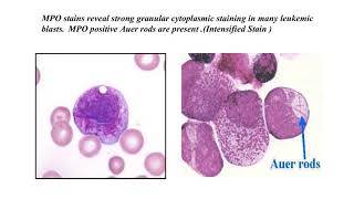 histochemical and cytochemical techniques DMLT2 [upl. by Nylrac]