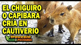 CRIA DEL CHIGUIRO O CAPIBARA EN CAUTIVERIO [upl. by Jenni443]